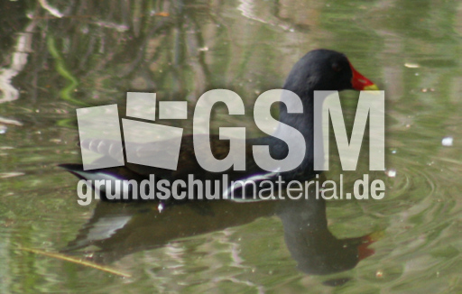 26-Teichralle 350.jpg